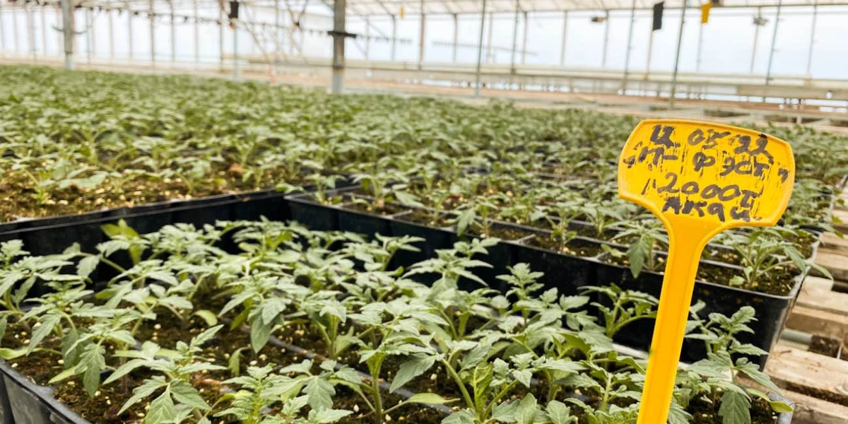 От высадки семян до&nbsp;появления первых помидоров на&nbsp;кустах проходит 100-150 дней, в&nbsp;зависимости от&nbsp;времени года