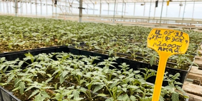 От высадки семян до&nbsp;появления первых помидоров на&nbsp;кустах проходит 100-150 дней, в&nbsp;зависимости от&nbsp;времени года