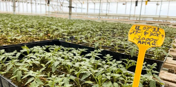 От высадки семян до появления первых помидоров на кустах проходит 100-150 дней, в зависимости от времени года