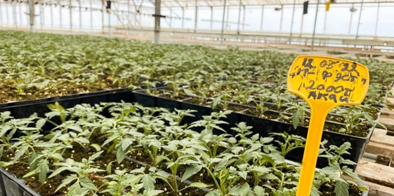 От высадки семян до&nbsp;появления первых помидоров на&nbsp;кустах проходит 100-150 дней, в&nbsp;зависимости от&nbsp;времени года