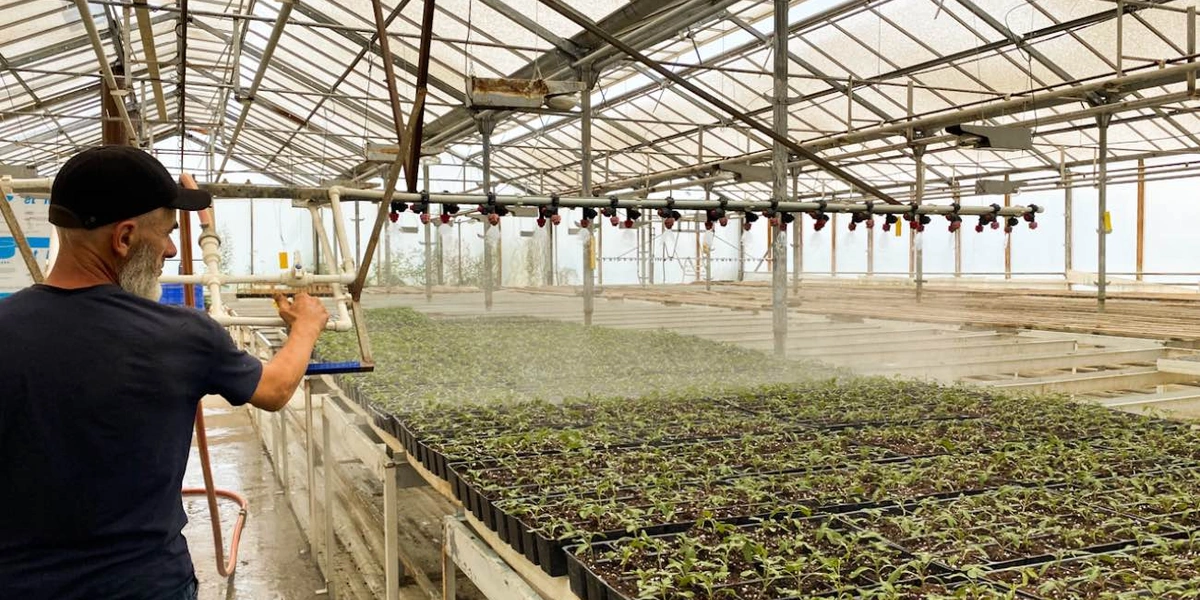 Полив рассады