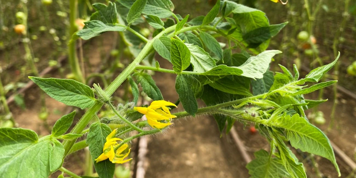 Для опыления в&nbsp;период цветения в&nbsp;теплицах устанавливаются специальные короба со шмелями внутри