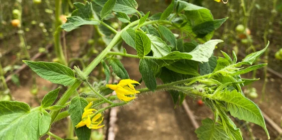 Для опыления в период цветения в теплицах устанавливаются специальные короба со шмелями внутри