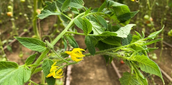 Для опыления в&nbsp;период цветения в&nbsp;теплицах устанавливаются специальные короба со шмелями внутри