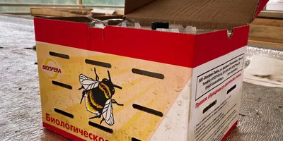 Поэтому в теплицах трудятся не только люди, но и шмели