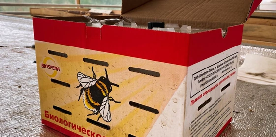 Поэтому в&nbsp;теплицах трудятся не только люди, но и&nbsp;шмели