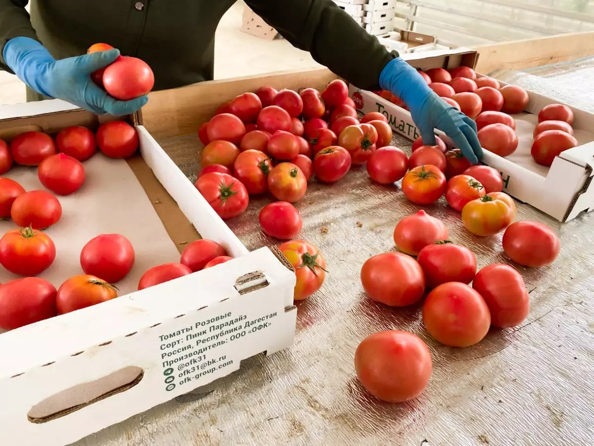 Плоды собирают, когда они начинают набирать цвет, чтобы томаты не перезрели по пути в Москву 