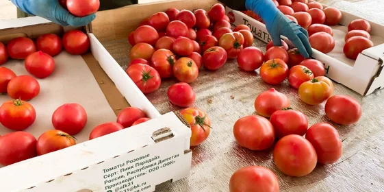 Плоды собирают, когда они начинают набирать цвет, чтобы томаты не перезрели по пути в Москву 