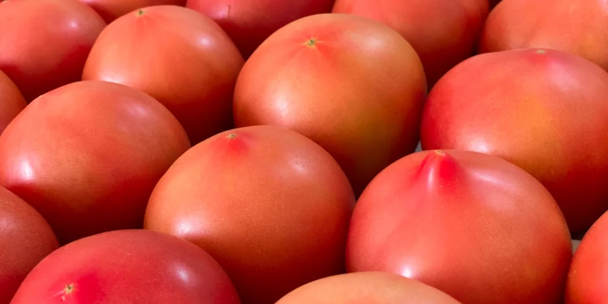 В отделе сортировки помидоры отбираются по размеру