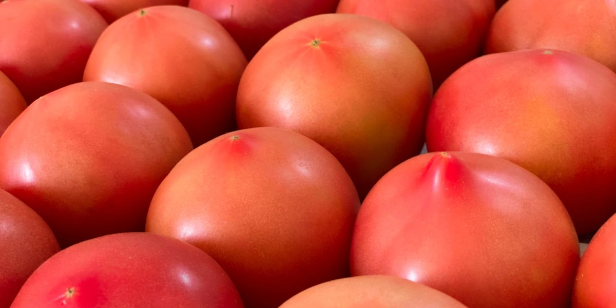 В отделе сортировки помидоры отбираются по&nbsp;размеру