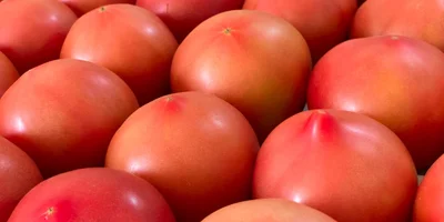 В отделе сортировки помидоры отбираются по размеру