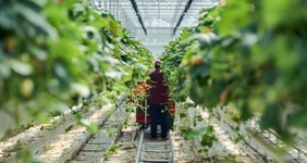 Левитирующие растения Каширы: овощи, зелень и... ежевика