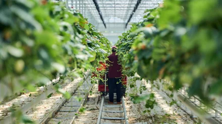 Левитирующие растения Каширы: овощи, зелень и... ежевика