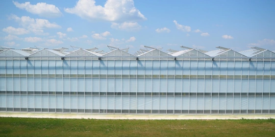 Суммарная площадь теплиц ООО «Агрокультура Групп» — 100 гектаров 