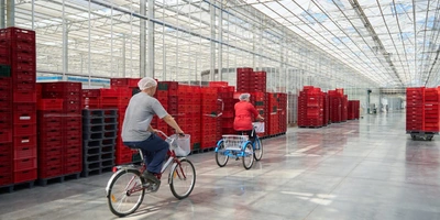 Разнообразие транспорта в теплицах поражает воображение, но иначе не преодолеть большие расстояния 