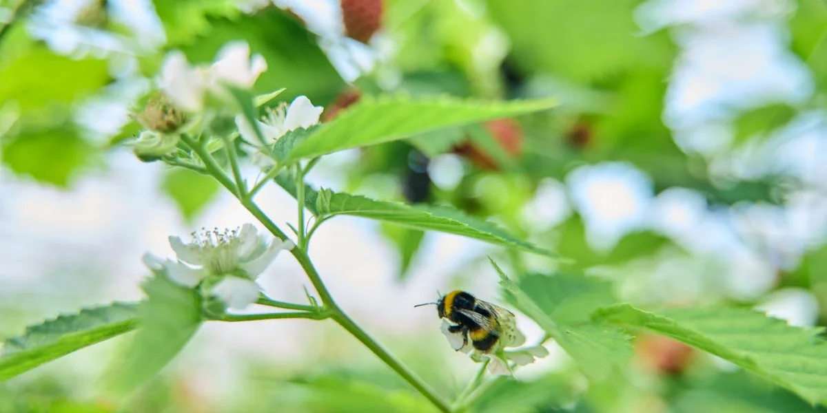 В тепличном комплексе ежедневно трудятся не только люди, но и шмели, опыляя цветущие растения