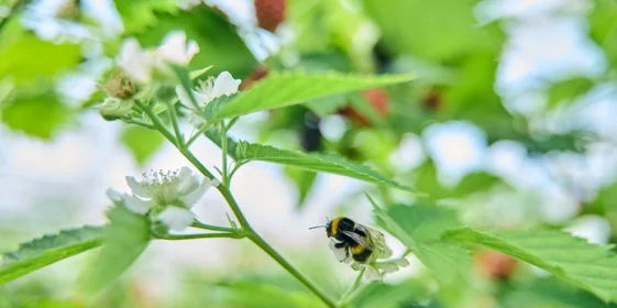 В тепличном комплексе ежедневно трудятся не только люди, но и шмели, опыляя цветущие растения