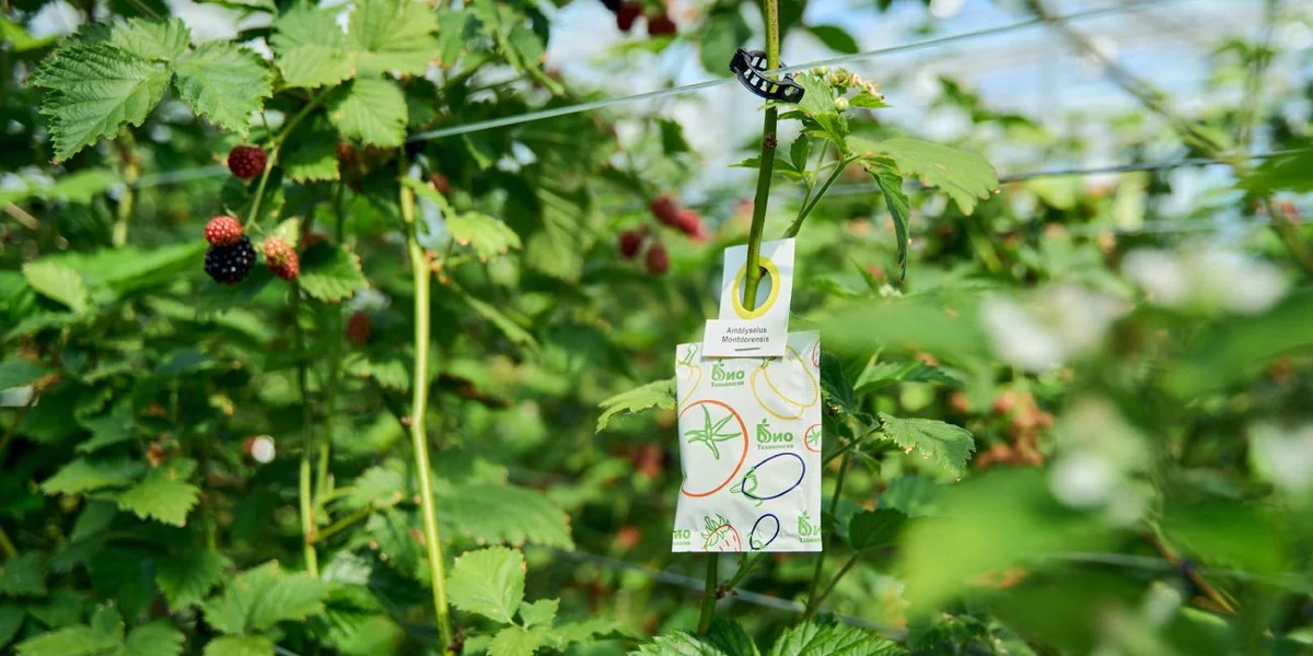 Растения не обрабатывают от вредителей, здесь применяют биометод: энтомофагов — хищных насекомых, которые охотятся на вредителей