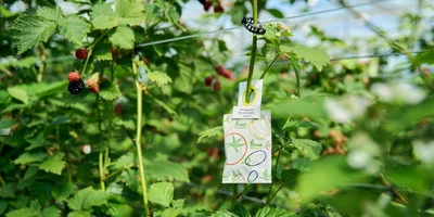 Растения не обрабатывают от вредителей, здесь применяют биометод: энтомофагов — хищных насекомых, которые охотятся на вредителей