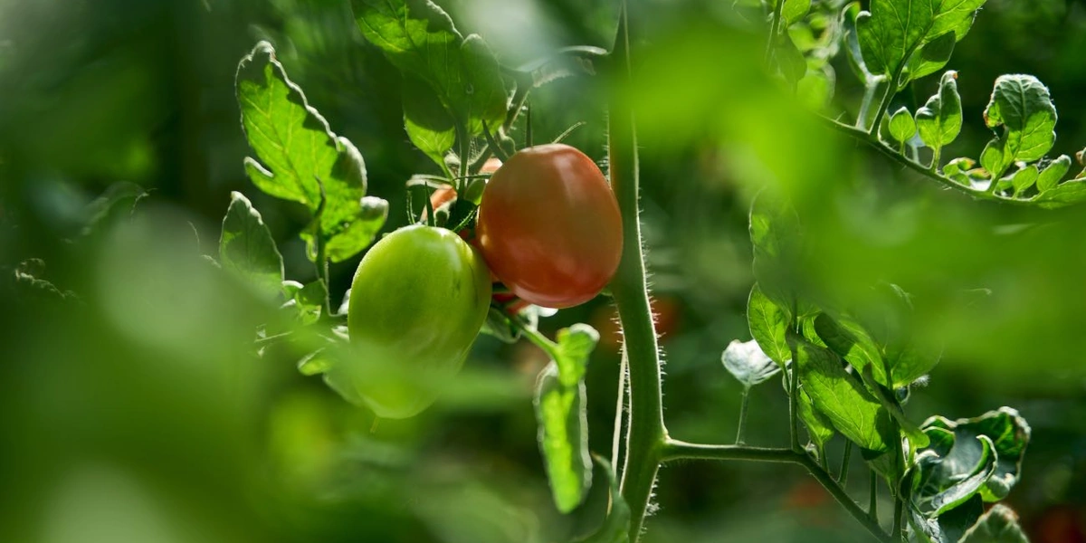 Томатный куст живёт 11-12 месяцев