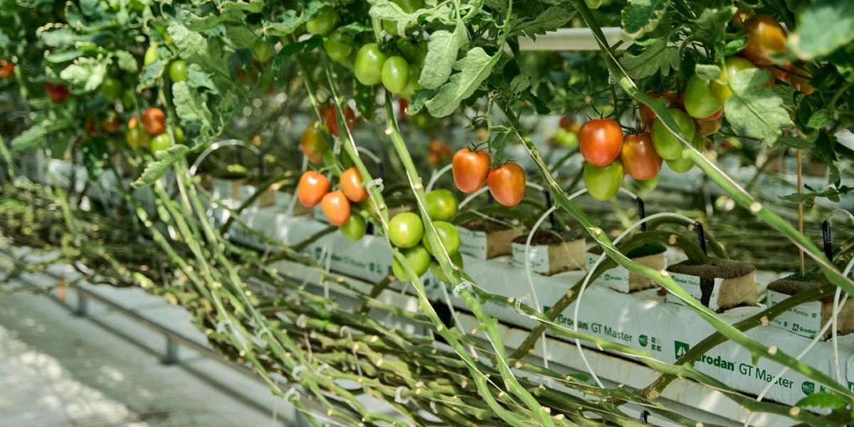 Длина лиан томата достигает 15 метров. По мере сбора урожая растение приспускают вниз и укладывают стебель вокруг