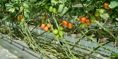 Длина лиан томата достигает 15 метров. По мере сбора урожая растение приспускают вниз и укладывают стебель вокруг