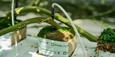 Грунт в теплице не используют, куст растёт в индивидуальном горшке, внутри которого минеральная вата или субстрат. Через трубочки в растения поступает вода и удобрения