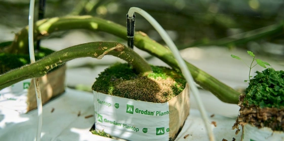 Грунт в теплице не используют, куст растёт в индивидуальном горшке, внутри которого минеральная вата или субстрат. Через трубочки в растения поступает вода и удобрения