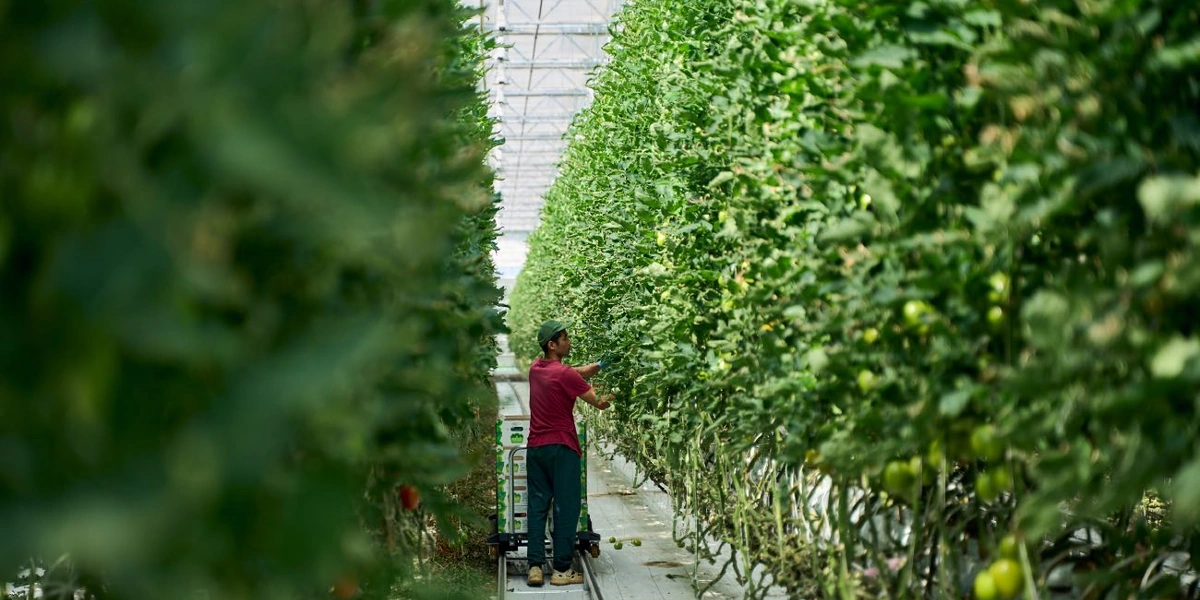 Урожай укладывают в тележки, которые перемещаются по рельсам