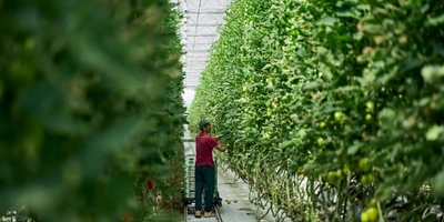 Урожай укладывают в тележки, которые перемещаются по рельсам