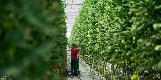 Урожай укладывают в тележки, которые перемещаются по рельсам