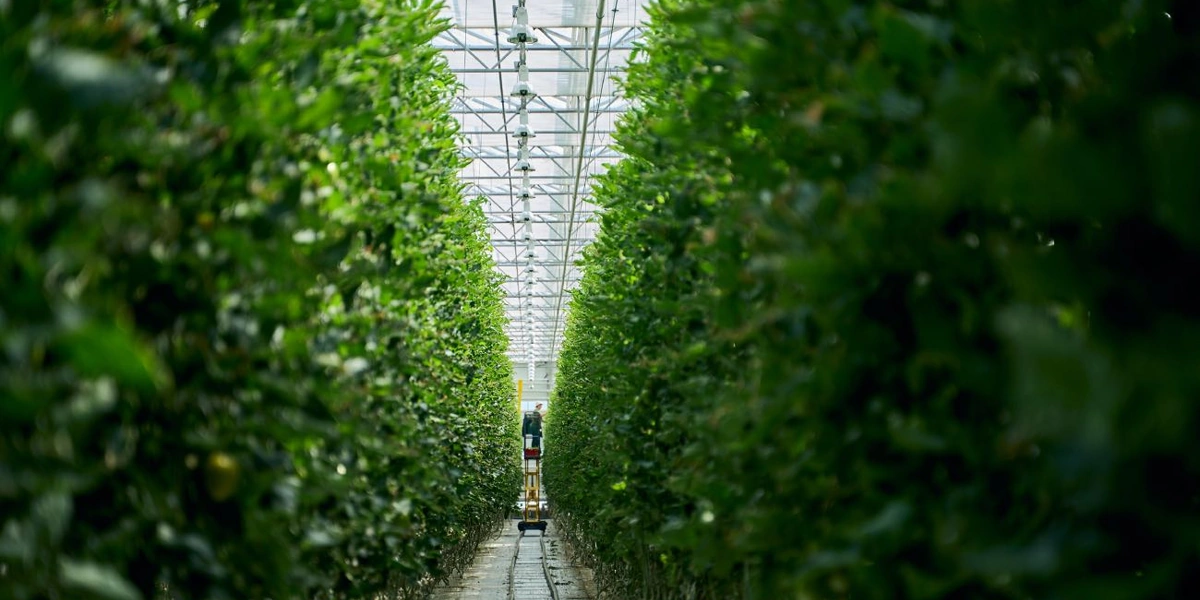 Чтобы достать куст сверху, используют высокие гидравлические тележки