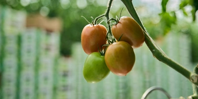 На ветке можно увидеть как красные, так и ещё совсем зелёные томаты. Одно растение одновременно увешано плодами, которые созревают, дозревают, наливаются и только зарождаются