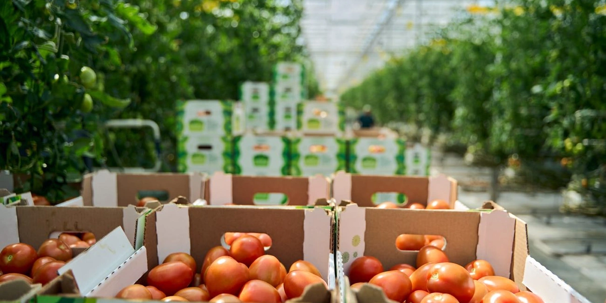 В тепличном комплексе плоду дают поспеть на ветке