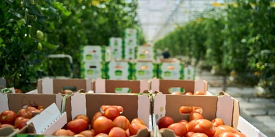 В тепличном комплексе плоду дают поспеть на ветке