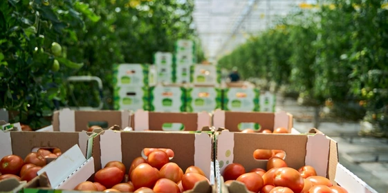 В тепличном комплексе плоду дают поспеть на ветке