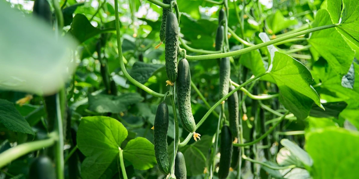 Геракл — среднеплодный колючий огурец