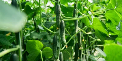 Геракл — среднеплодный колючий огурец