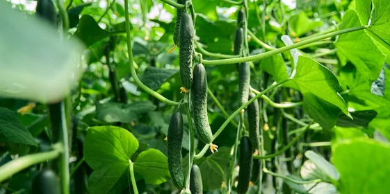 Геракл — среднеплодный колючий огурец