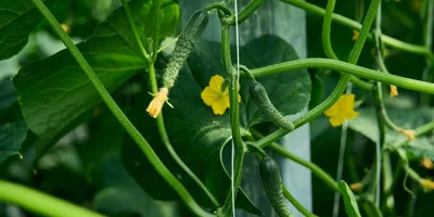 В огуречном деле важно вовремя снять урожай: раньше — плод будет плохо храниться, позже — перезреет