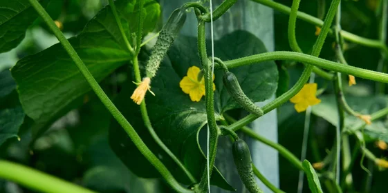 В огуречном деле важно вовремя снять урожай: раньше — плод будет плохо храниться, позже — перезреет
