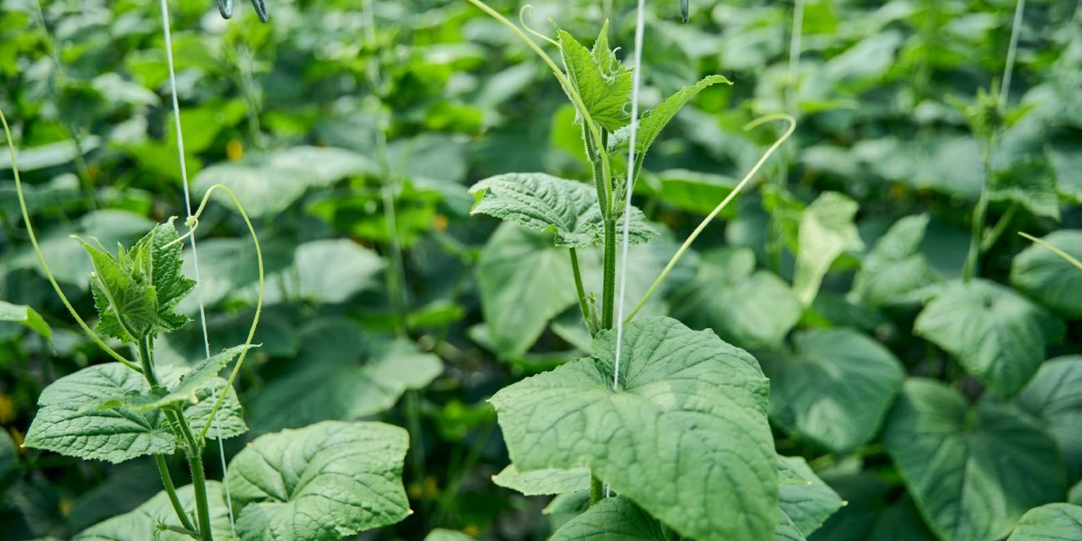 Каждое растение бережно подвязано