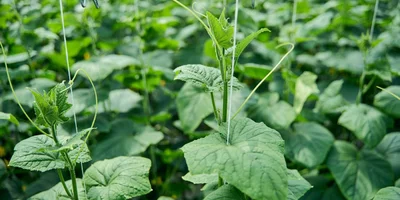 Каждое растение бережно подвязано