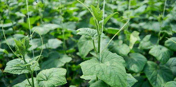 Каждое растение бережно подвязано