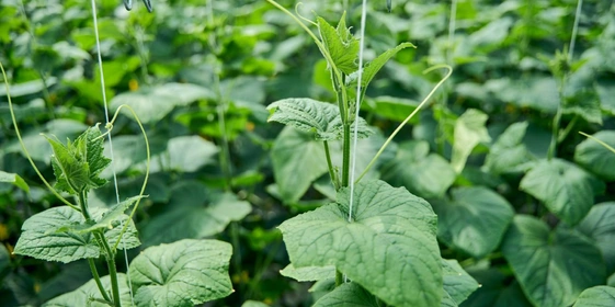 Каждое растение бережно подвязано