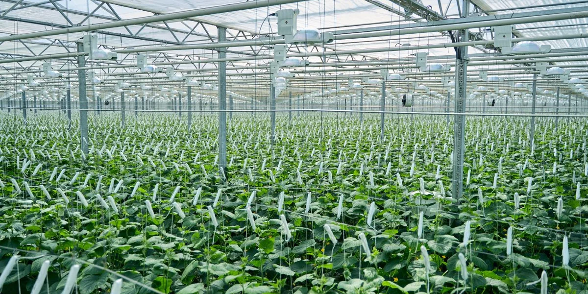 Бескрайние просторы теплиц