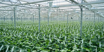 Бескрайние просторы теплиц