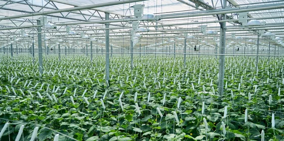 Бескрайние просторы теплиц