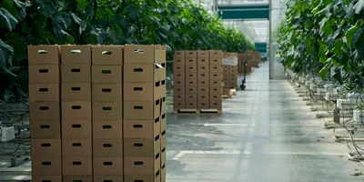 Собранный урожай уже на следующий день окажется на полках ВкусВилла