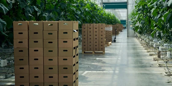 Собранный урожай уже на следующий день окажется на полках ВкусВилла